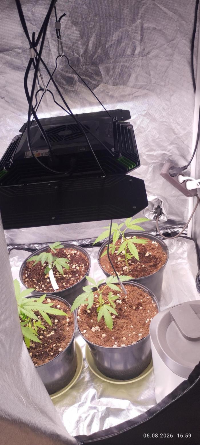 Herbstgrow 26. Week 2