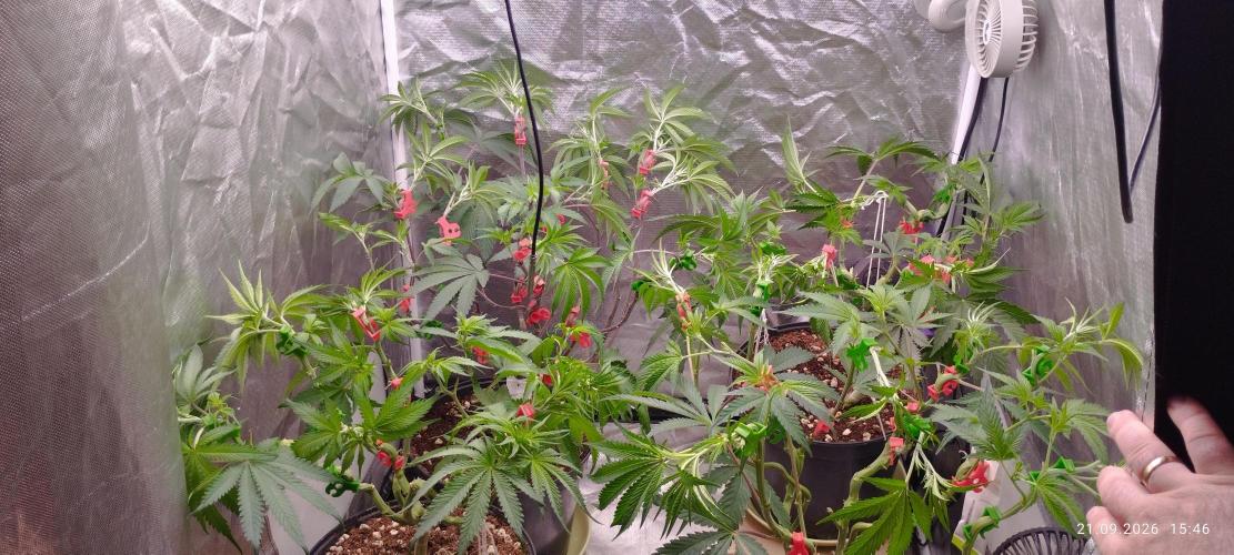 Herbstgrow 26. Week 5
