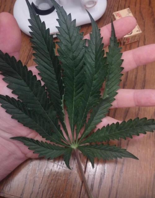 Herbstgrow 26. Week 5