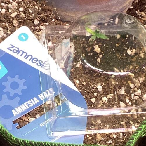 Amnesia Haze Automatic. Week 0
