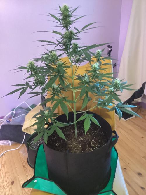 3 plant experiment,. Week 3 - 5 gal. Indoor week 7
