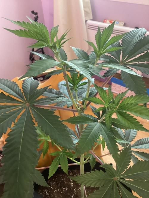 3 plant experiment,. Week 3 - 5 gal closeup