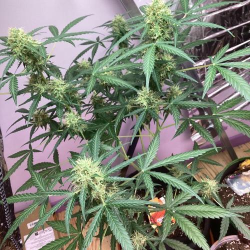 . Week 8