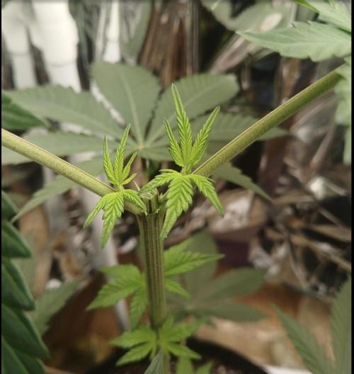Oldschool landrace Colombian gold. Week 6 - Only 3 days after topping