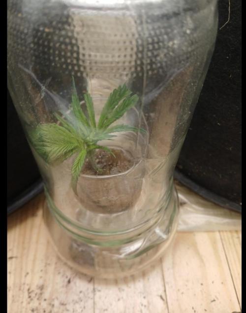 Oldschool landrace Colombian gold. Week 6 - Mcgyver style
