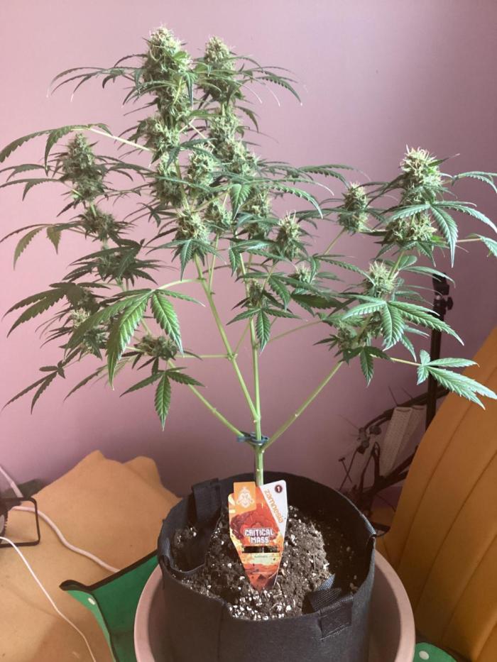 Critical mass auto maturing. Week 9