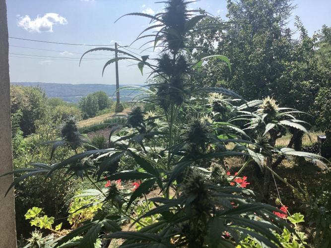 Critical mass auto maturing. Week 10
