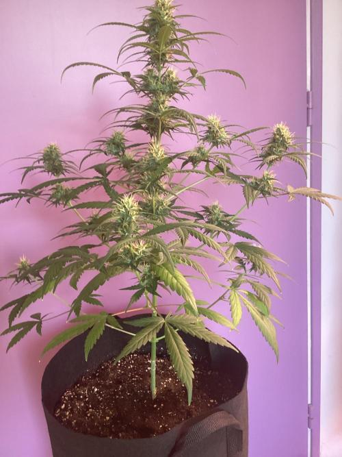 Critical mass auto maturing. Week 10