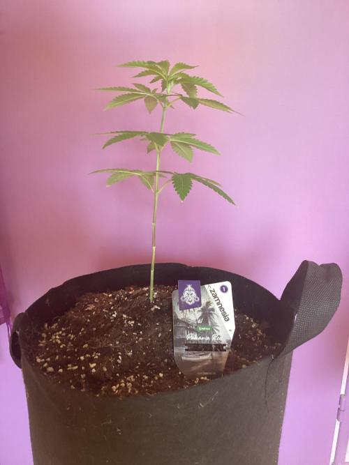 Oldschool landrace panama red. Week 7 - Pitifully small compared to the coumbo gold started at the same
Time, have faith