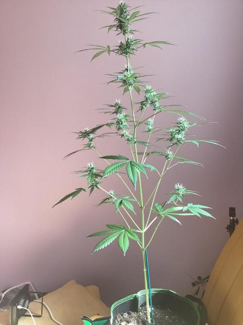 3 plant experiment,. Week 4 - 3 gallon loose weave fabric indoors, what a stretch!