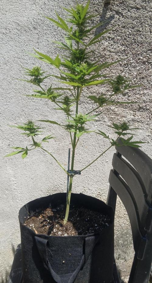 3 plant experiment,. Week 4 - 3 gallon fabric outdoors, 75cm