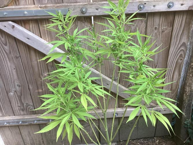 Lc gelato. Week 3