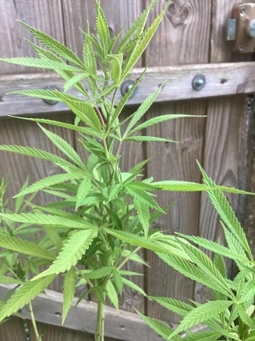 Lc gelato. Week 3