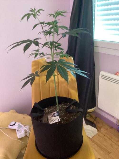 Oldschool landrace Colombian gold. Week 7
