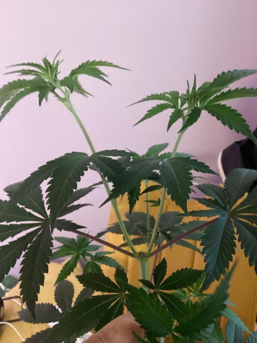 Oldschool landrace Colombian gold. Week 7 - 13cm in a week!