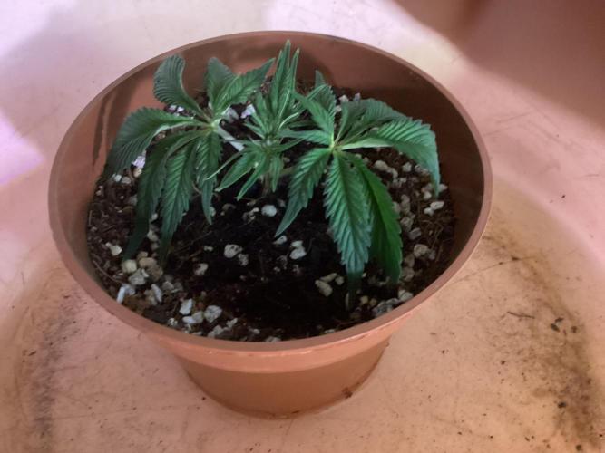 . Week 7