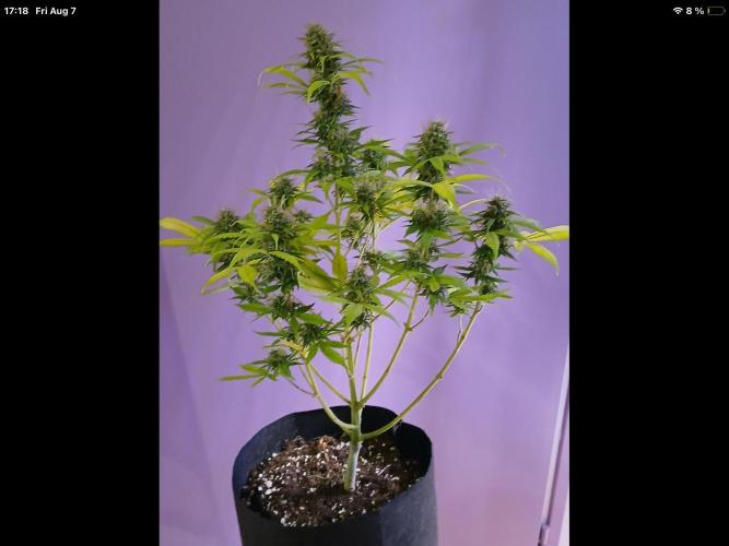 Sweetberry cough, small pot experiment. Week 8