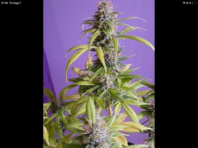 Sweetberry cough, small pot experiment. Week 8