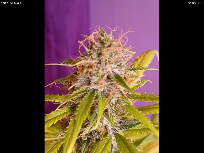 Sweetberry cough, small pot experiment. Week 8