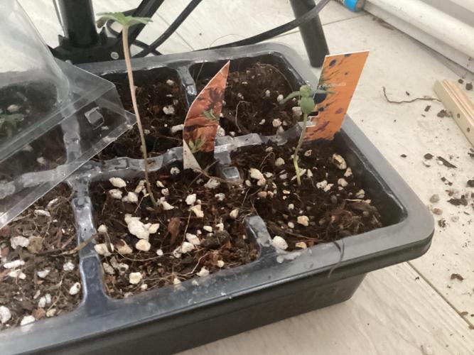 Blueberry muffin auto. Week 0