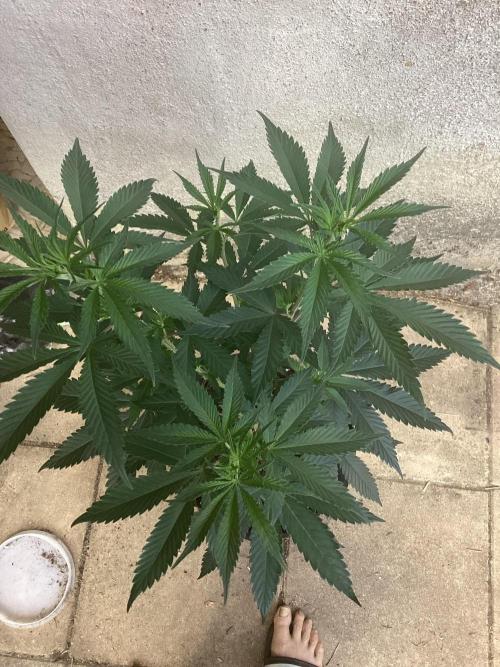 Oldschool landrace Colombian gold. Week 8