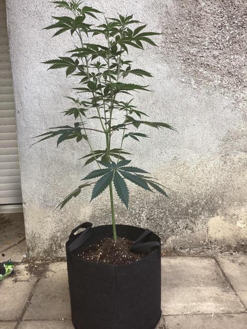Oldschool landrace Colombian gold. Week 8 - Moving outside to flower