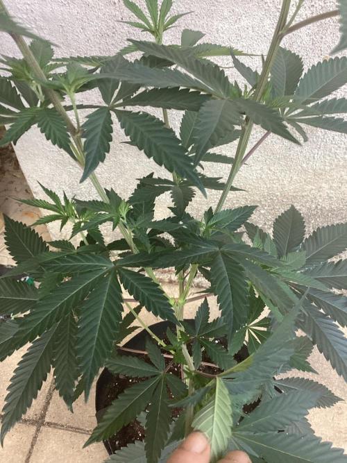 Oldschool landrace Colombian gold. Week 8