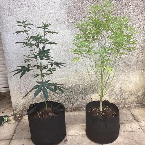 Oldschool landrace Colombian gold. Week 8 - Compare to lc gelato