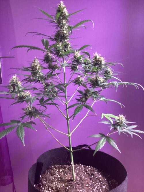 3 plant experiment,. Week 5 - Indoor 5g