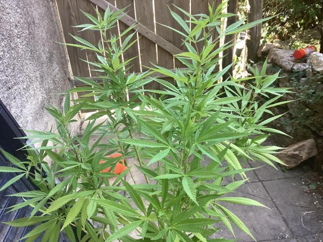 Lc gelato. Week 5