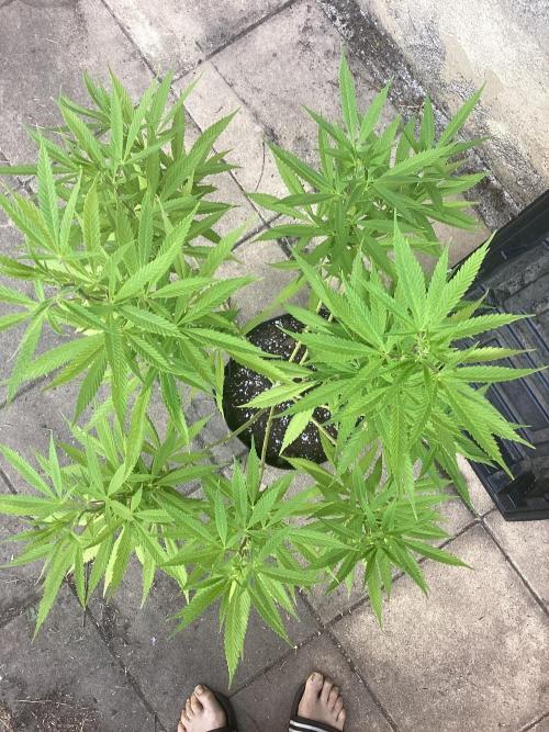 Lc gelato. Week 5