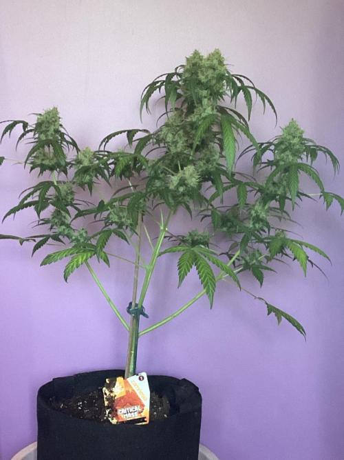 Critical mass auto maturing. Week 11