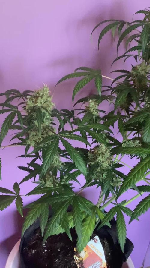 Critical mass auto maturing