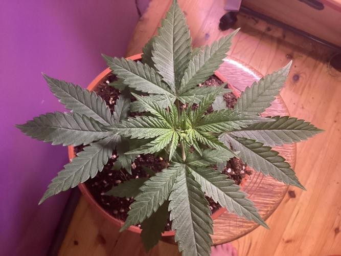 Thai photoperiod. Week 3