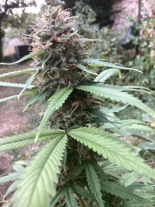 Sweetberry cough, small pot experiment. Week 9