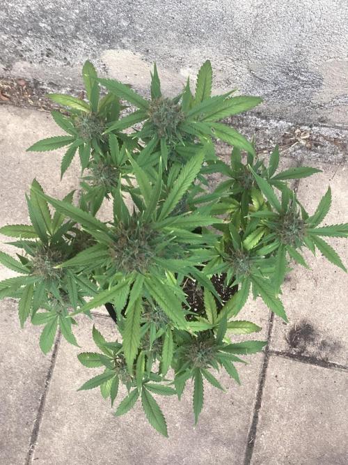 Sweetberry cough, small pot experiment. Week 9