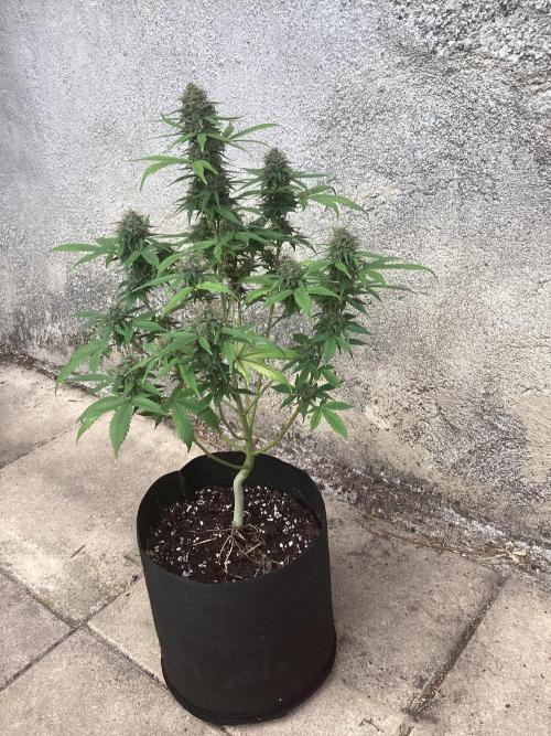 Sweetberry cough, small pot experiment. Week 9