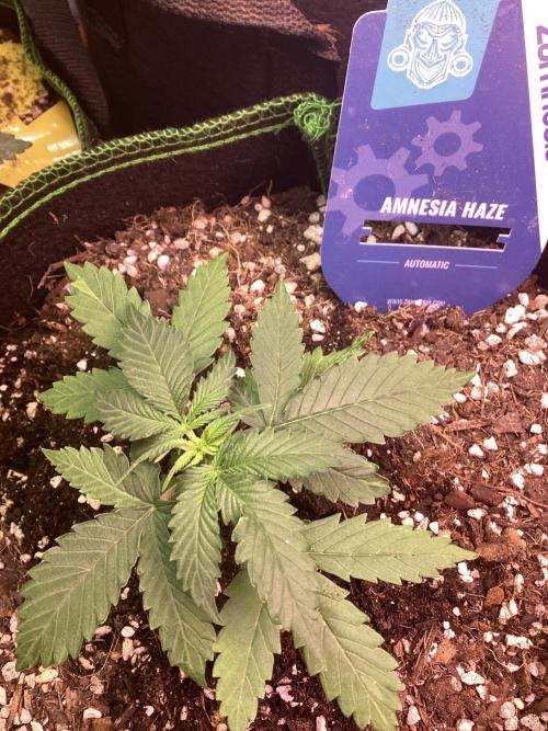 Amnesia Haze Auto. Week 2