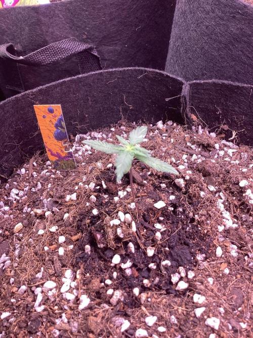 Blueberry muffin auto. Week 1