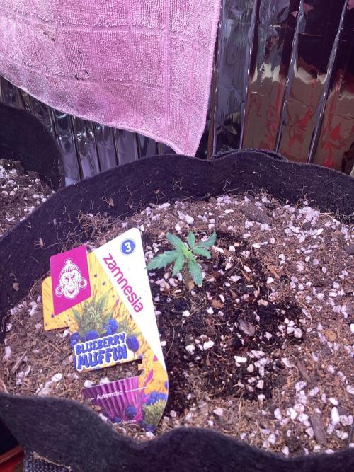 Blueberry muffin auto. Week 1