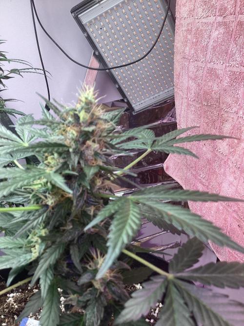 Blueberry glue auto. Week 4