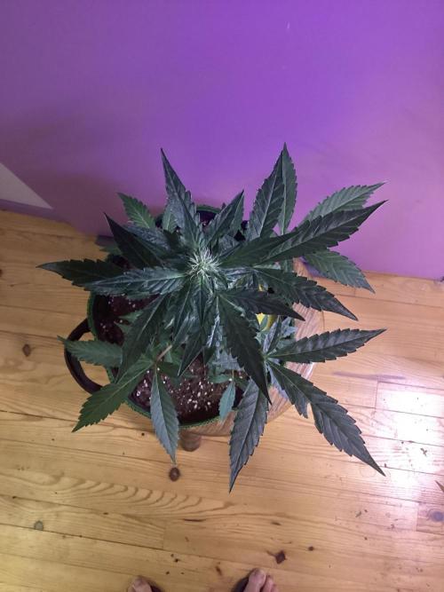 Frosted zinn auto. Week 3