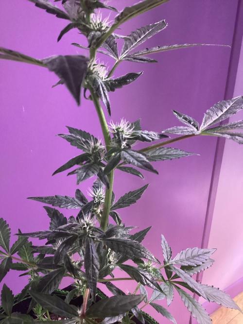 Incog.. Week 3