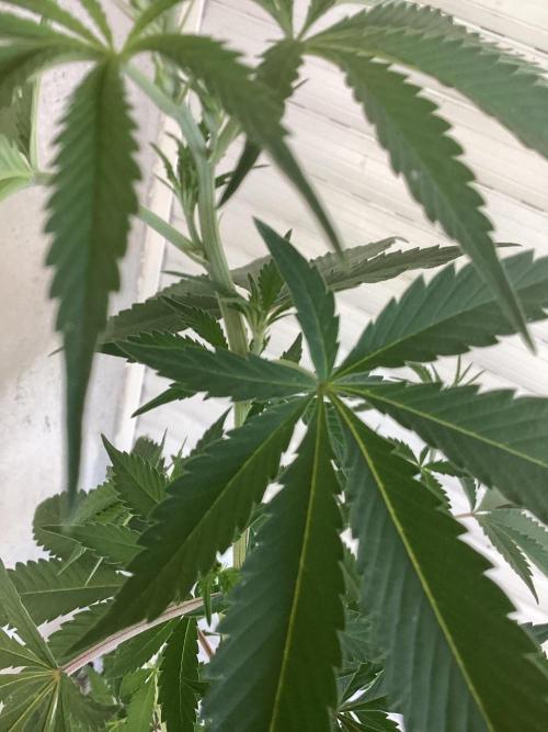 Oldschool landrace Colombian gold. Week 9
