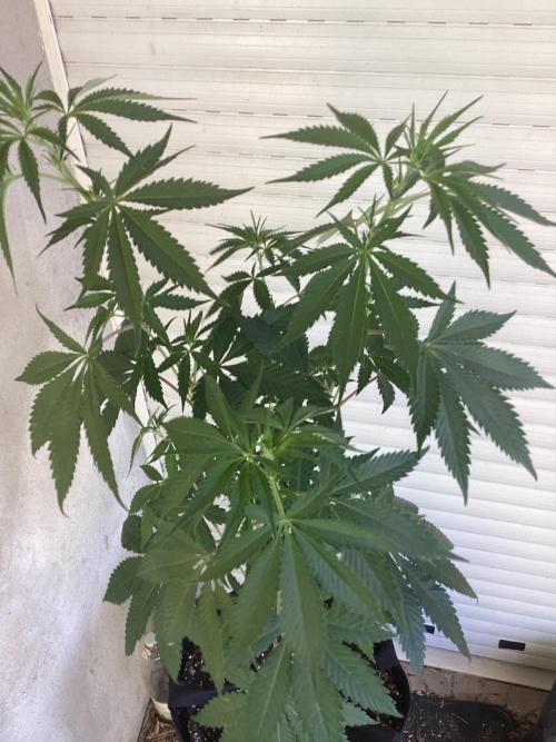 Oldschool landrace Colombian gold. Week 9