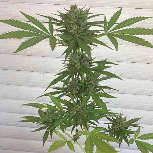 Runtz auto outdoor 4g. Week 5