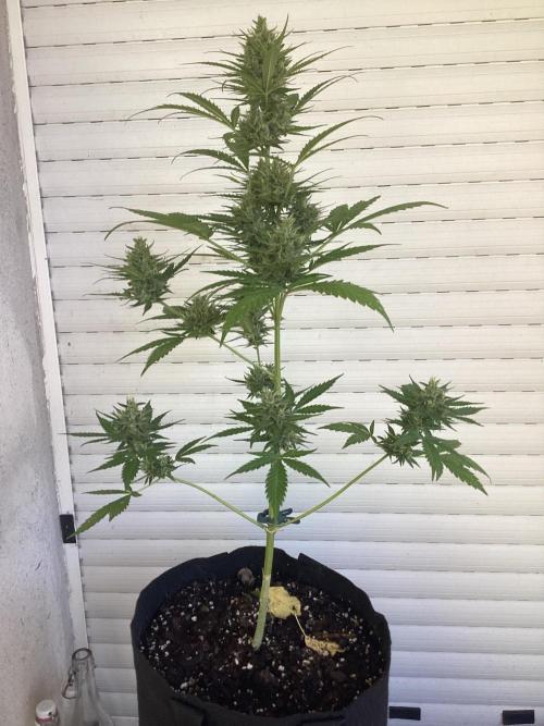 . Week 6