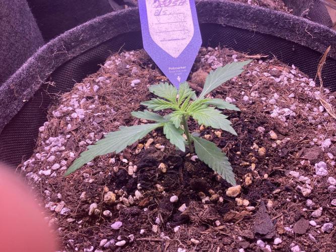 Kitsune kush single auto. Week 1 - #2,3 1 week younger. 1+2gal pot