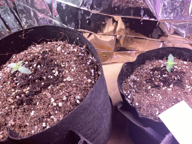 Kitsune kush single auto. Week 1