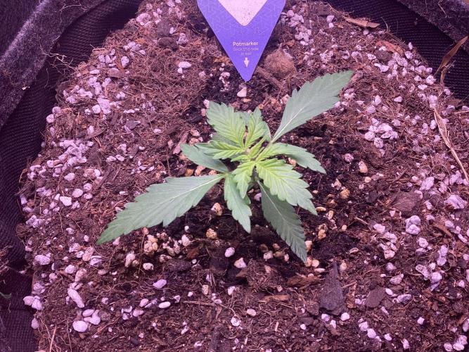 Kitsune kush single auto. Week 1 - The oldest by 1 week, 11l geopot